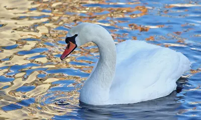 Белая птица-лебедь на воде с отражением, Стоковое видео - Envato Elements