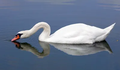 картинки : Лебедь, Позвоночный, клюв, Водяная птица, Утки, geese and swans,  Шея, Водоплавающих птиц, перо, Дикая природа 4256x2832 - - 1517193 -  красивые картинки - PxHere