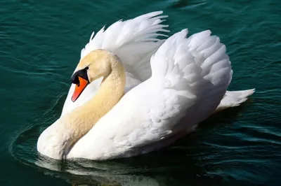 Лебедь-шипун - в прошлом охотничья птица, водоплавающая дичь