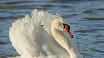 Лебедь с головой в воде | Премиум Фото