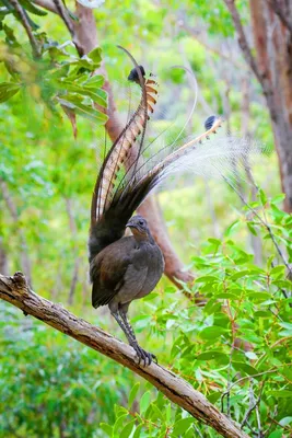 Австралийский лирохвост - птица, которая может имитировать
