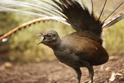В австралийском зоопарке показали птицу, имитирующую плач младенца
