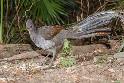 Птица Австралии, красивый самец …» — создано в Шедевруме