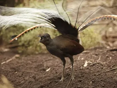 Лирохвост: уникальная австралийская птица, которую часто путают с  бензопилой. Обсуждение на LiveInternet - Российский Сервис Онлайн-Дневников