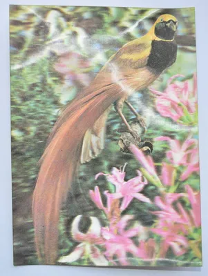Австралия 2005 птица-лирохвост. Купить в Витебске — Марки Ay.by. Лот  5018064029