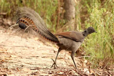 Альбертов лирохвост - eBird