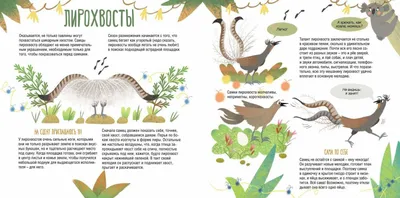 Самые необычные птицы планеты. Часть 2 | Пикабу