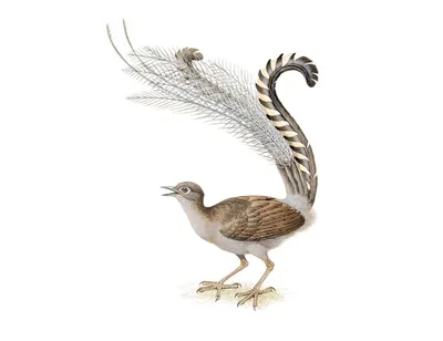 Лирохвост из латинской менуры австралийская дикая птица векторная  иллюстрация | Премиум векторы