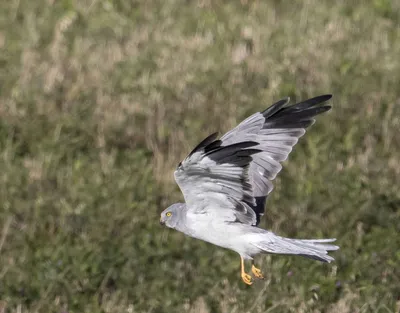 Пегий лунь (ПЕРНАТЫЕ ХИЩНЫЕ ПТИЦЫ) · iNaturalist