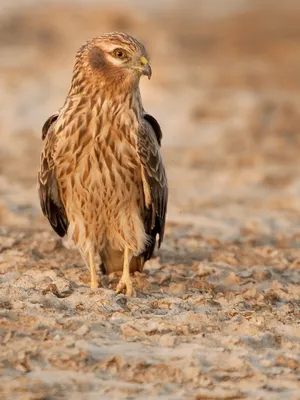 Хищная птица Полевой лунь 🦅😍 Охотится на мелких водоплавающих птиц и их  птенцов, а также может питаться земноводными и крупными… | Instagram