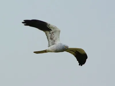 Полевой лунь - eBird