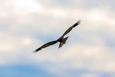 Лунь болотный (Circus aeruginosus)