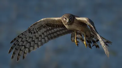 Полевой лунь Circus cyaneus Hen Harrier