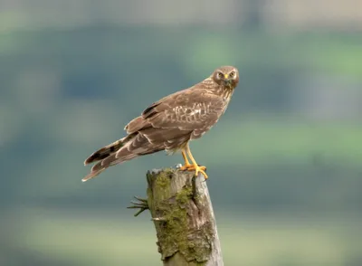 Луговой лунь Circus pygargus Montagu's Harrier