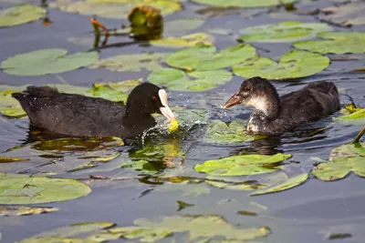 Лысуха, молодая птица - Coot juv. | Москва, Царицыно, Нижний… | Flickr