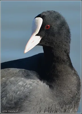 Лысуха (Fulica atra). Птицы Сибири.