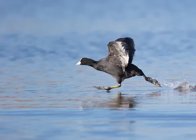 Черная плавающая птица с белым клювом - 64 фото