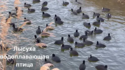 Лысуха (Fulica atra) Черноводная птица, питающаяся водорослями или  корягами, достигающая пика с белым клювом, Стоковое видео - Envato Elements
