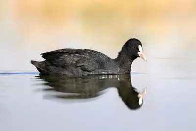 Лысуха (Fulica atra). Птицы Европейской России.