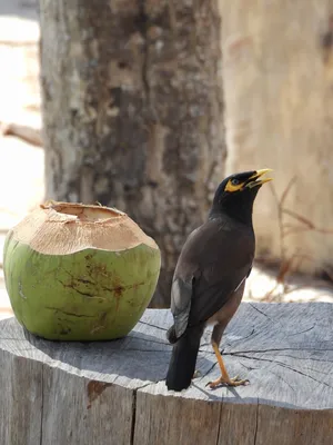 Майна (Acridotheres tristis). Фотогалерея птиц. Фотографии птиц России,  Беларуси, Украины, Казахстана, Таджикистана, Азербайджана.