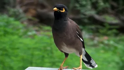Говорящая птица Майна - YouTube