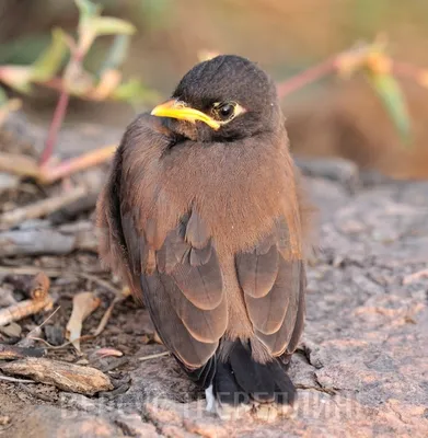 Чубатая майна - eBird