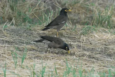 Майна (Acridotheres tristis). Фотогалерея птиц. Фотографии птиц России,  Беларуси, Украины, Казахстана, Таджикистана, Азербайджана.