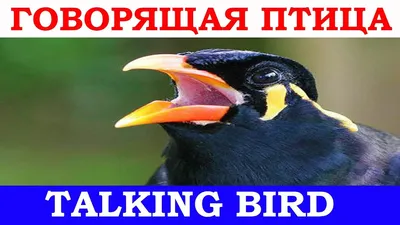 Птица Майна, она с легкостью имитирует множество звуков, и даже дублир... |  TikTok