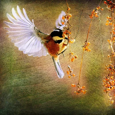 Птица на ветке иллюстрация штока. иллюстрации насчитывающей приветствие -  159575142