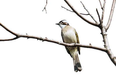 Птица Ветке Дерева стоковое фото ©Wirestock 540398108