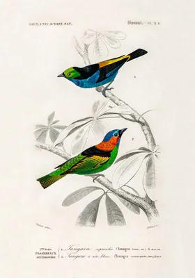 Раскраски Раскраска Птица на ветке птицы, скачать распечатать раскраски.