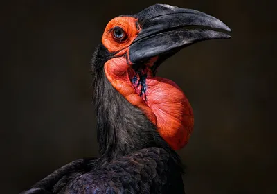 Pin by Erik van der Zee on Nature | Pretty birds, Beautiful birds, Animals