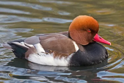 Белоглазый нырок, Aythya nyroca, Ferruginous Pochard | Flickr