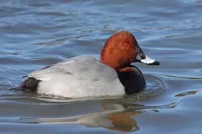 Нырок красноносый (Құстар. Қазақстан) · iNaturalist