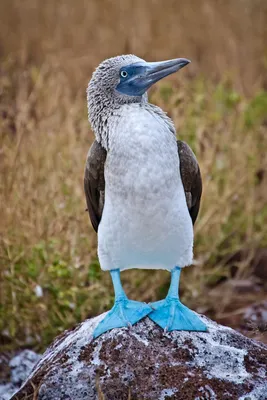 Любители птиц - Голубоногая #олуша / Blue-footed booby (лат. Sula nebouxii)  — морская птица из семейства олушевых, обитающая в тропических водах  западного побережья Америки от Калифорнийского полуострова до Перу. Олуша  длиной 80