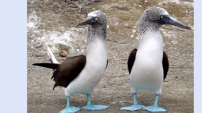 🦆🦅🕊️ГОЛУБОНОГАЯ ОЛУША🕊️🦅🦆 🦆Морская птица получила свое необычное  название от испанского слова 'bobo' (английское имя олуши — 'booby')… |  Instagram