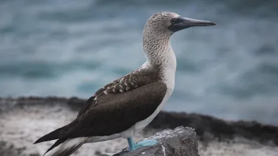Голубоногие олуши | морские птицы, неуклюжие на суши, ловкие в воде,  доверчивые