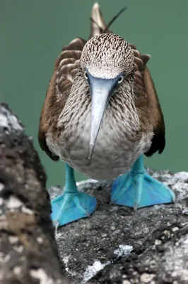 Морская птица с голубыми лапами - 58 фото