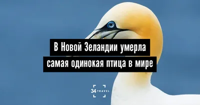 Птица Олуша купить в интернет-магазине Ярмарка Мастеров по цене 3050 ₽ –  QS904BY | Войлочная игрушка, Всеволожск - доставка по России