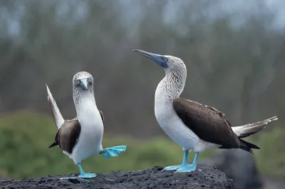 Голубоногая олуша, Sula nebouxii excisa, Blue-footed Booby… | Flickr