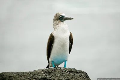 Голубоногая олуша in 2023 | Beautiful birds, Pretty birds, Nature  photography