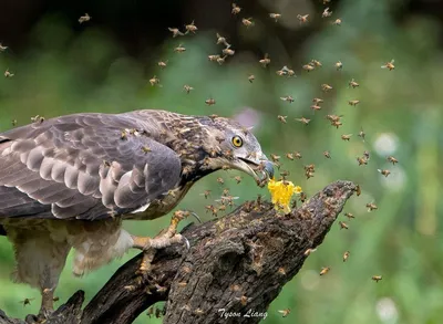 Хохлатый осоед: Безбашенная птица разоряет ульи, ест пчёл, ос и шершней. И  всё без вреда для здоровья! Как ей это удаётся? | Пикабу