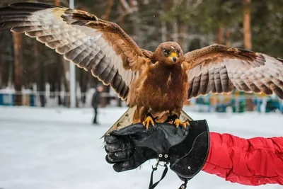 Хохлатый осоед - eBird