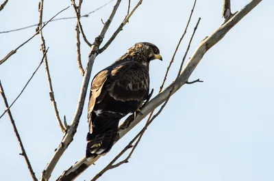 Хохлатый осоед - eBird