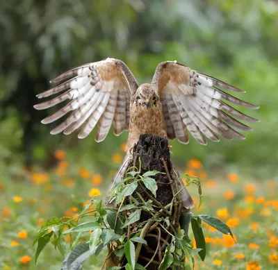 Удивительные птицы: Птенцы осоедов выросли