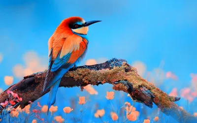 Европейский Пчелоед Merops Apiaster Птица Ходит По Ветке — стоковые  фотографии и другие картинки Весна - iStock