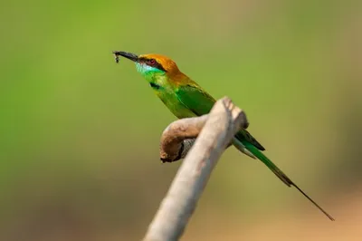 Изображение зеленой птицы пчелоед (merops orientalis) на ветке дерева на  фоне природы. птица. животные. | Премиум Фото