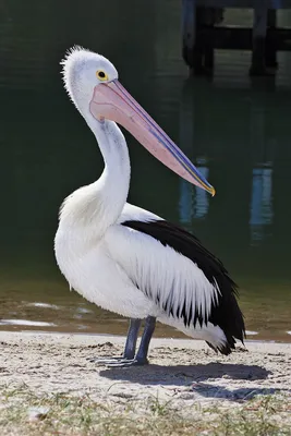 Пеликаны — Википедия