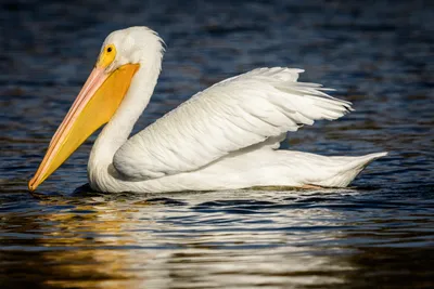 Американский белый пеликан — Википедия