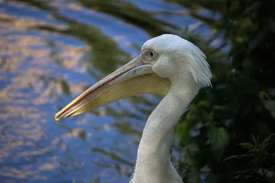 Розовый пеликан — Зоопарк Садгород